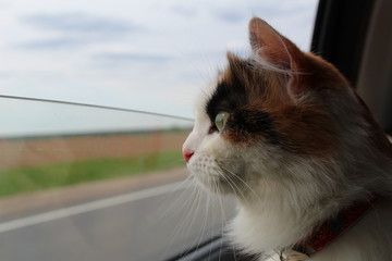 cat in car