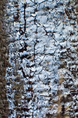The texture of the bark of the tree with the current through it resin
