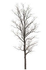 Fototapeta na wymiar Dry tree dead on a white background