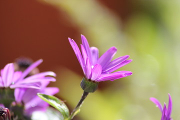 Fototapeta premium marguirites mauves