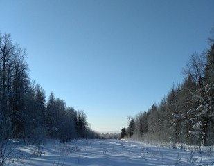 White winter forest, snowy glade, beautiful landscape, blue sky