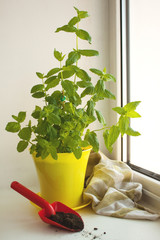 Home Organic Peppermint, Mentha piperita, on a window sill, gardening. Yellow pot and red shovel with the ground.