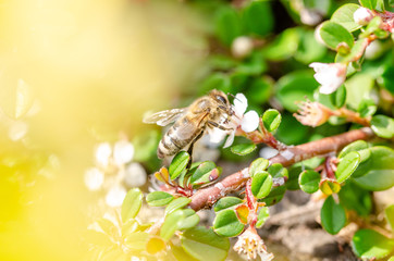 Bee on a blooming flower