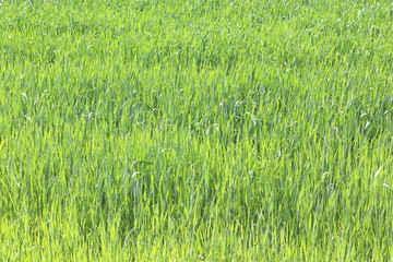 Natural green background with juicy spring green grass