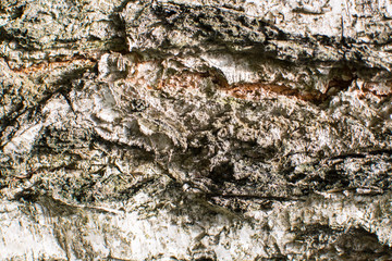 Texture of bark of an old tree