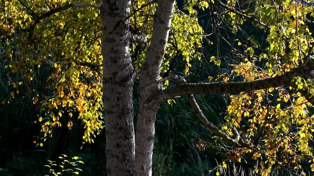 Autumnal impressions from the Septimer Basin (Septimerbecken) and Black Trench (Schwarzer Graben) at the Gotthard Street (Gotthardstra&szlig;e) in Berlin-Wedding from October 5, 2015, Germany