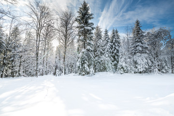 winter in the forest