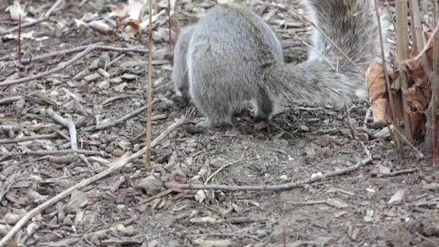 Eichh&ouml;rnchen im PArk