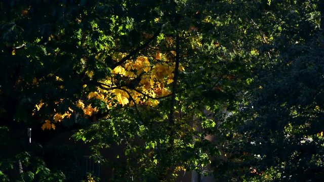 Autumnal impressions from the Septimer Basin (Septimerbecken) and Black Trench (Schwarzer Graben) at the Gotthard Street (Gotthardstra&szlig;e) in Berlin-Wedding from October 5, 2015, Germany