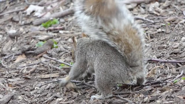 Eichh&ouml;rnchen im PArk