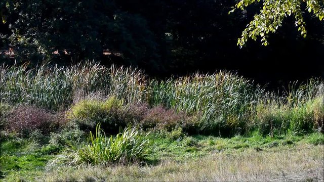 Autumnal impressions from the Septimer Basin (Septimerbecken) and Black Trench (Schwarzer Graben) at the Gotthard Street (Gotthardstra&szlig;e) in Berlin-Wedding from October 5, 2015, Germany