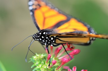 Monarch butterfly closeup