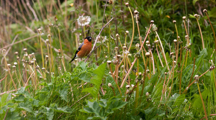Male bullfinch perched on dandelions feeding on seed heads