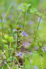 Abstract spring and summer green background with fresh grass and flowers in close proximity.