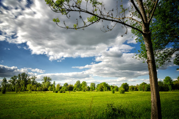 Fototapeta na wymiar Field and trees