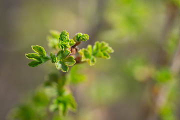Tender young leaves bloomed in the spring on a sunny day.