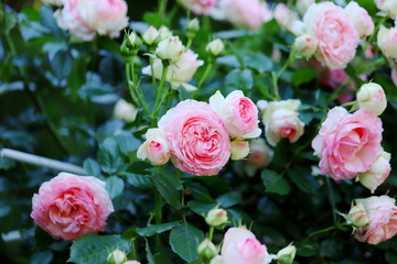 バラ園のピンク色のバラ