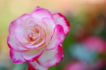 バラ園のピンク色のバラ