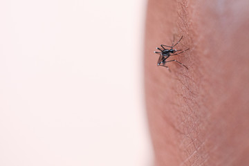Close-up Aedes aegypti, common house mosquito on human skin, Aedes aegypti sucking blood human.