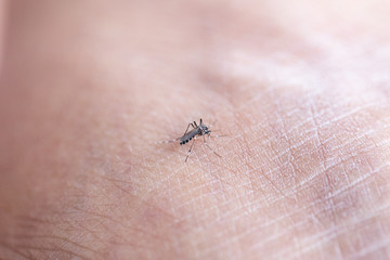 Close-up Aedes aegypti, common house mosquito on human skin, Aedes aegypti sucking blood human.