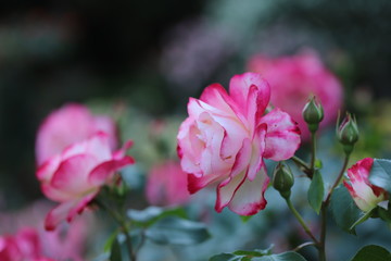 バラ園のピンク色のバラ
