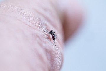 Close-up Aedes aegypti, common house mosquito on human skin, Aedes aegypti sucking blood human.
