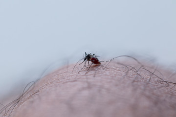 Close-up Aedes aegypti, common house mosquito on human skin, Aedes aegypti sucking blood human.