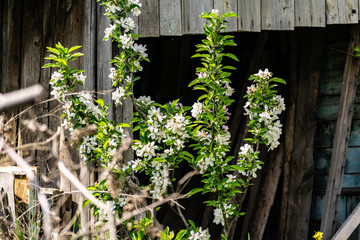 Young blooming Apple tree, low in the Bush, over an abandoned wooden structure. Nature, unusual simple appearance, white flowers and green leaves in spring.