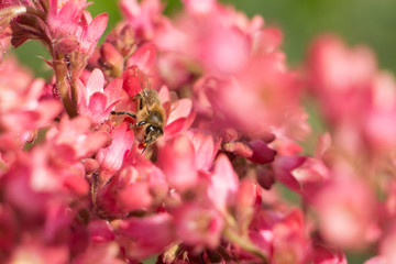 Bee