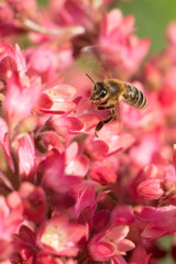 Bee