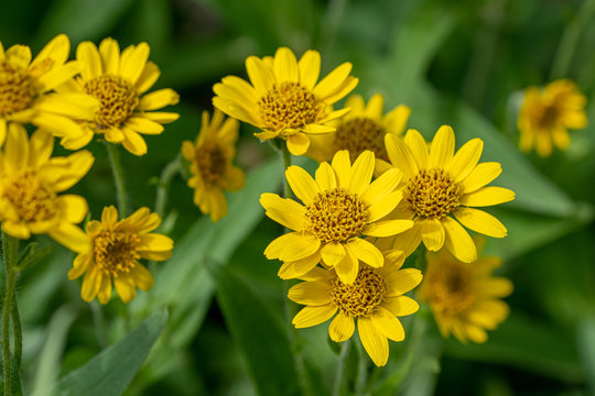 Arnica Images – Browse 2,707 Stock Photos, Vectors, and Video | Adobe Stock