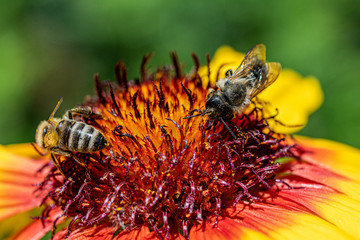 Close-up detail of a honey bee apis collecting pollen from flower in garden