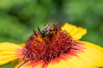 Close-up detail of a honey bee apis collecting pollen from flower in garden