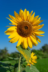 sunflowers that are blooming against the background of the blue sky
