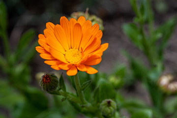 Bright orange calendula marigold flower blooming in the spring sunlight