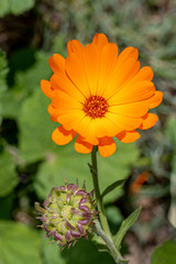 Bright orange calendula marigold flower blooming in the spring sunlight