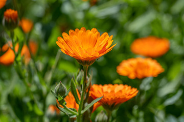 Bright orange calendula marigold flower blooming in the spring sunlight