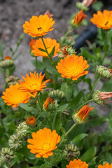 Bright orange calendula marigold flower blooming in the spring sunlight