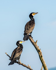 Great Cormorant or Phalacrocorax carbo in nature