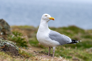 Side view of European herring gull (Larus argentatus).