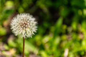 Fluffy dandelions after flowering, transparent soft seeds. Plant among green vegetation in spring in may. Gentle and plush blossoms as a feather.