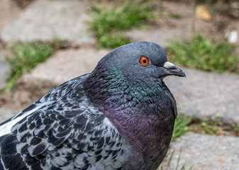 Grey pigeon. Beautiful pigeon close up. City birds.