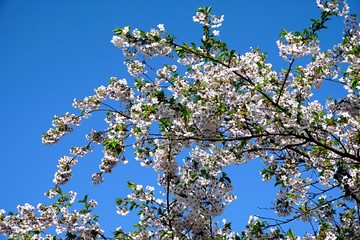 Beautiful cherry branches with flowers on a blue sky background in the park in Victory park (Uzvaras parks) in Riga, Latvia