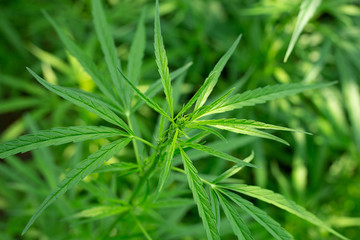 marijuana leaf background .