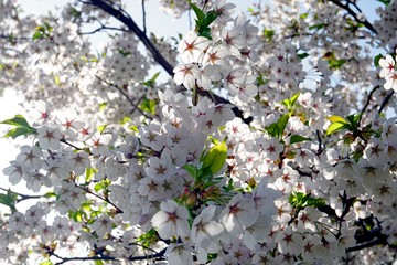 Beautiful cherry branches with flowers on a blue sky background in the park in Victory park (Uzvaras parks) in Riga, Latvia
