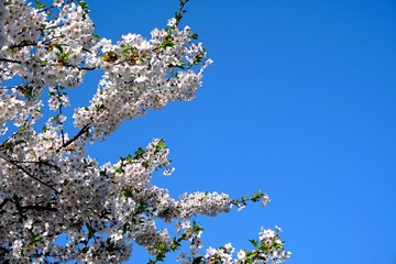 Beautiful cherry branches with flowers on a blue sky background in the park in Victory park (Uzvaras parks) in Riga, Latvia