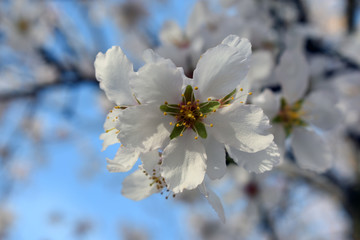 Flor de almendro
