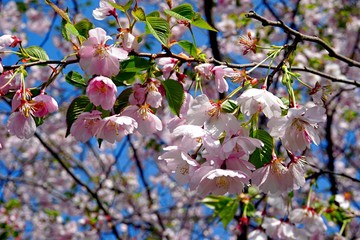 Close up of Cherry blossom tree or Sakura flower tree blossom on blue sky       