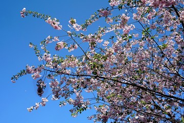 Close up of Cherry blossom tree or Sakura flower tree blossom on blue sky       