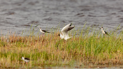 Brutinsel im Flachwasser